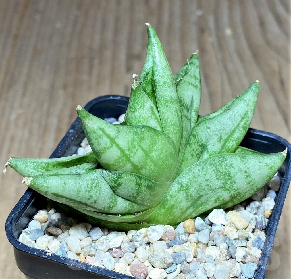 SHPR26436 Sansevieria 'Vienna' hybrid – Image 2