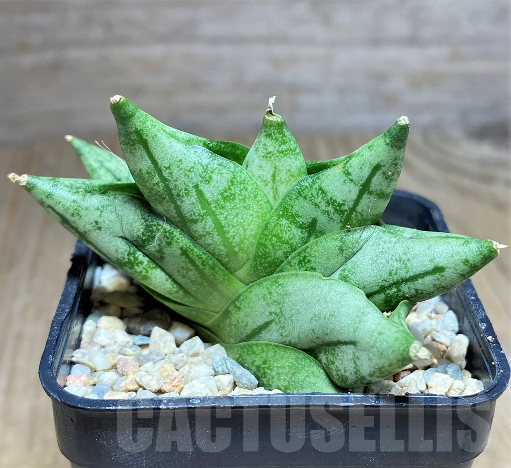 SHPR26436 Sansevieria 'Vienna' hybrid – Image 3