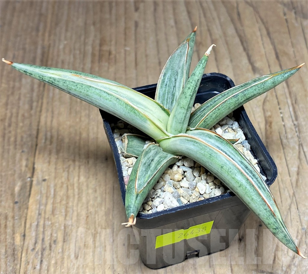 SHPR26438 Sansevieria Lav 1970 f. variegata – Image 2