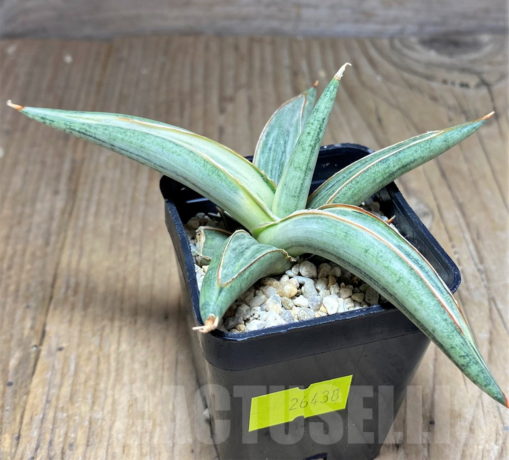 SHPR26438 Sansevieria Lav 1970 f. variegata