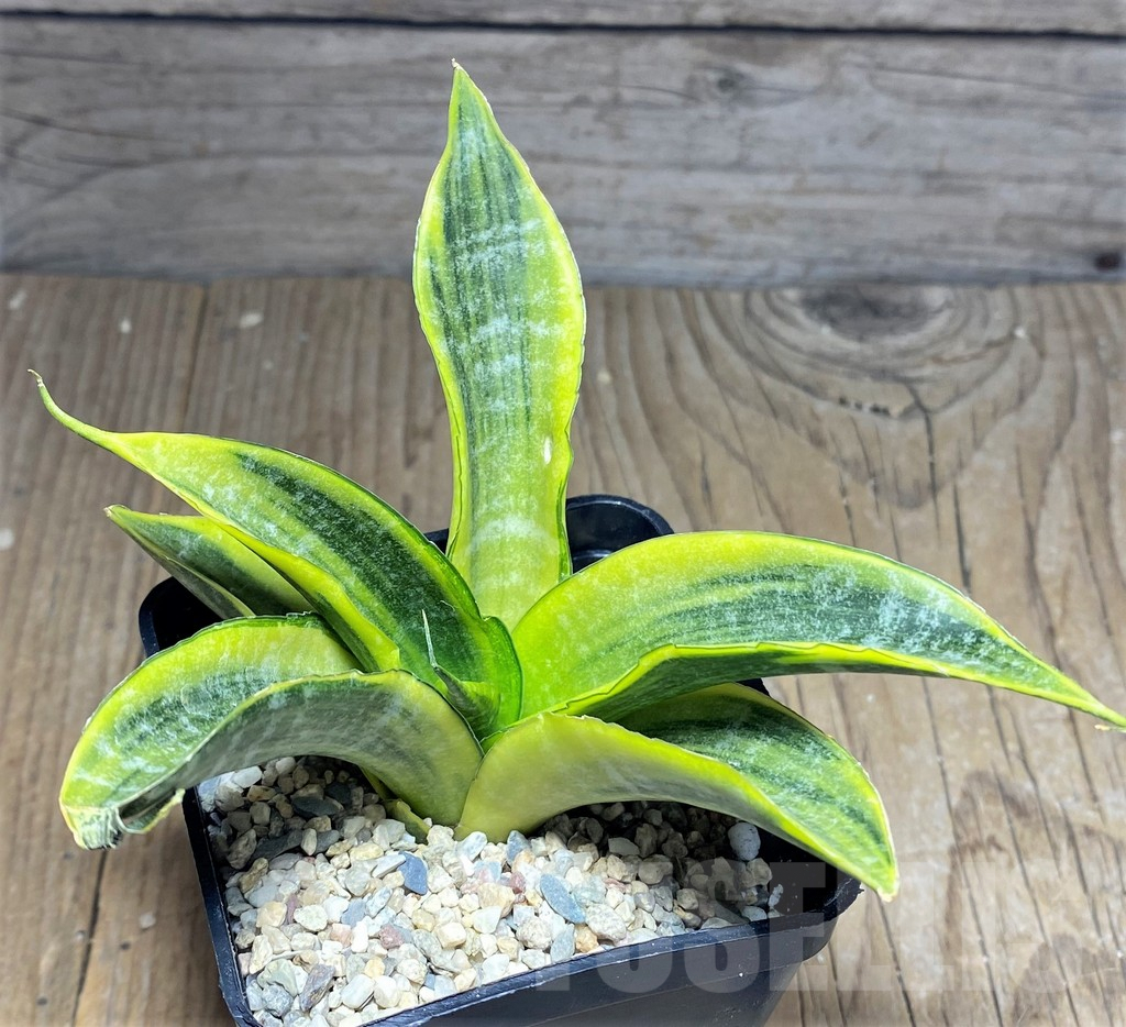 SHPR26446 Sansevieria 'Cordova' f. variegata