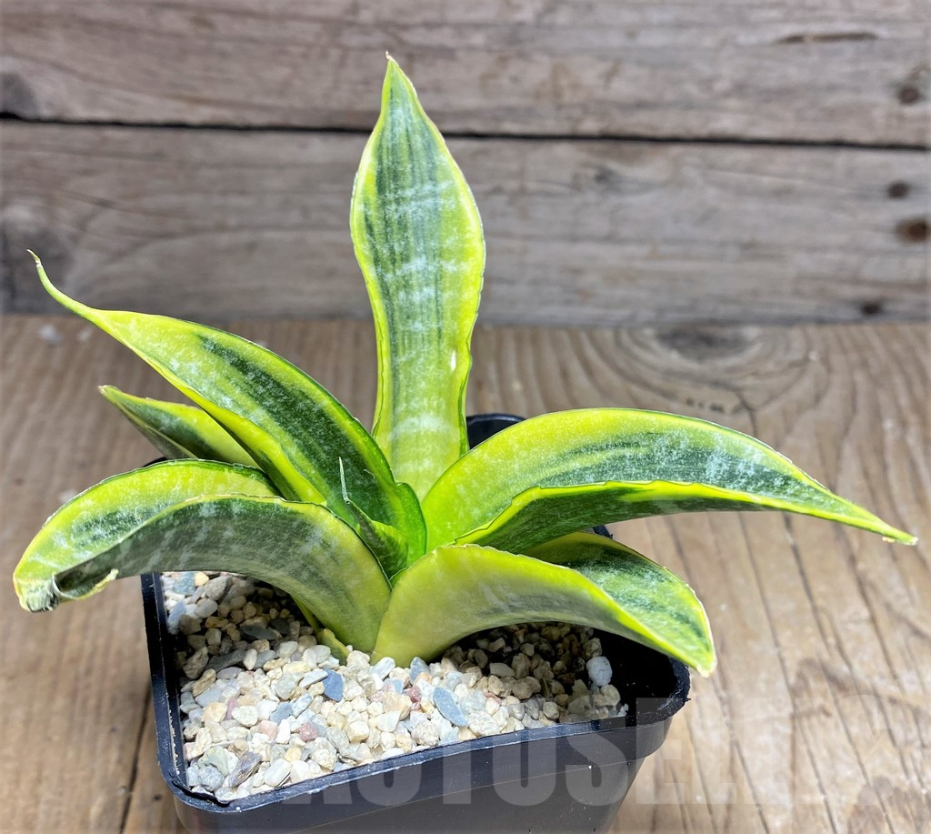 SHPR26446 Sansevieria 'Cordova' f. variegata - Зображення 2