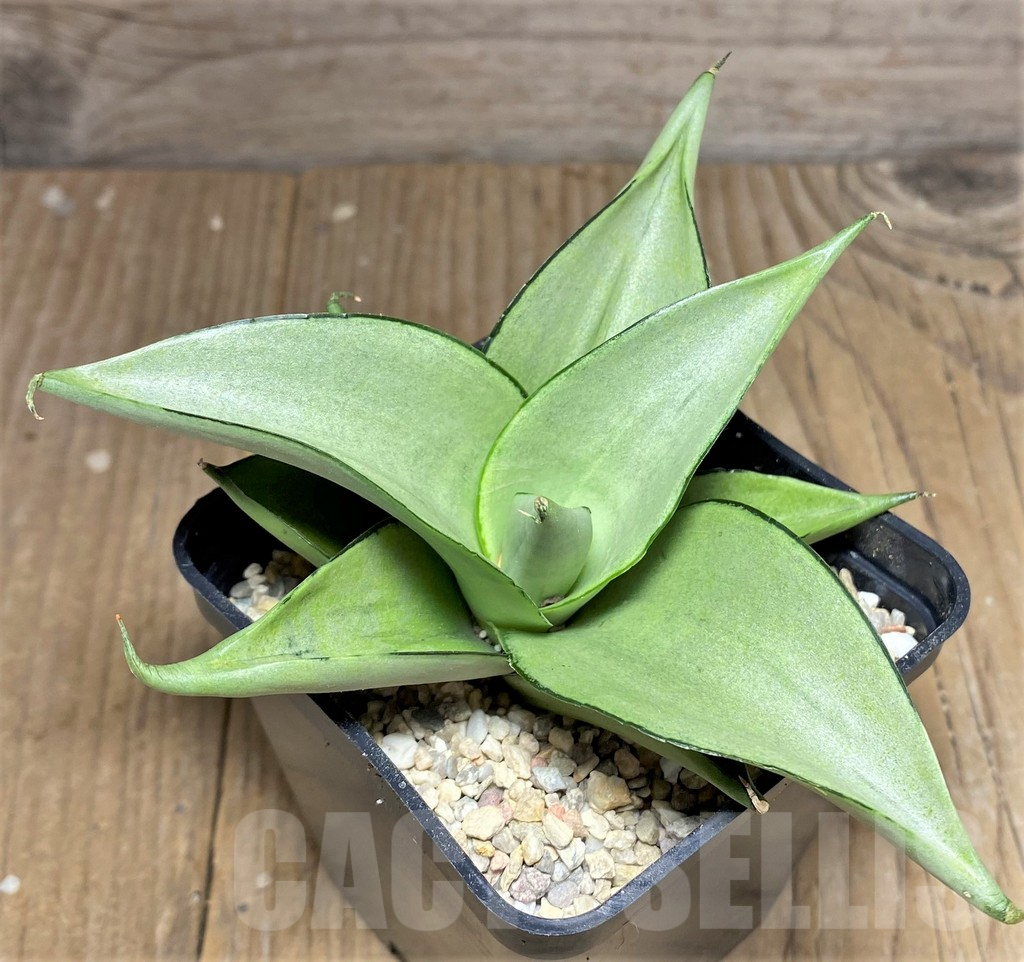 SHPR26447 Sansevieria 'Manee Thaevee' - Зображення 2