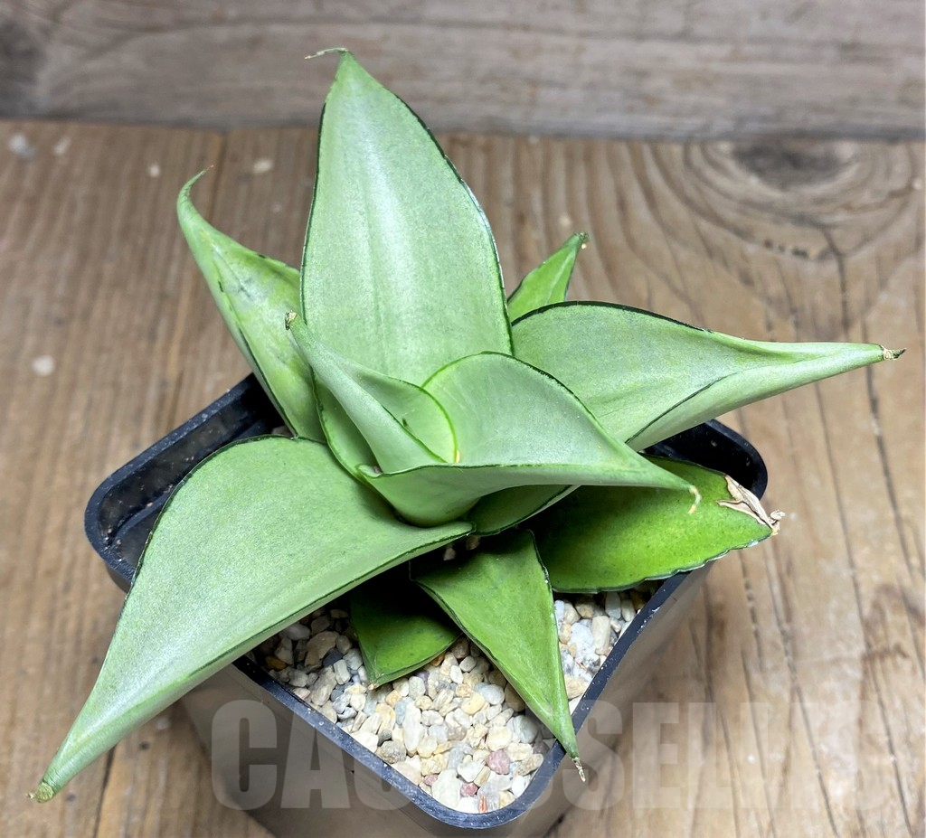 SHPR26447 Sansevieria 'Manee Thaevee'