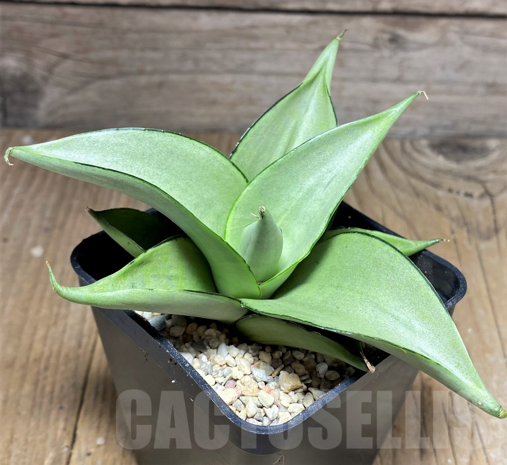 SHPR26447 Sansevieria 'Manee Thaevee' - Зображення 3
