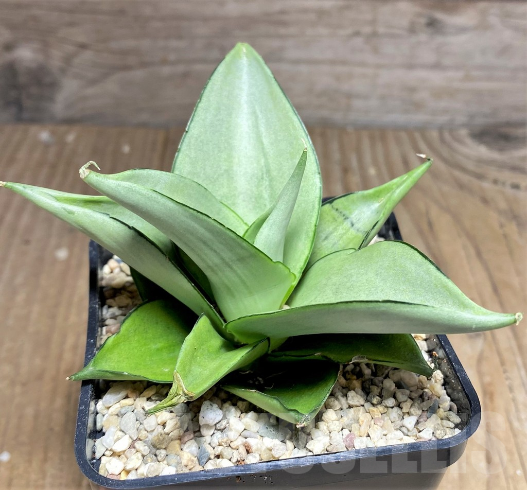 SHPR26448 Sansevieria 'Manee Thaevee' - Зображення 2