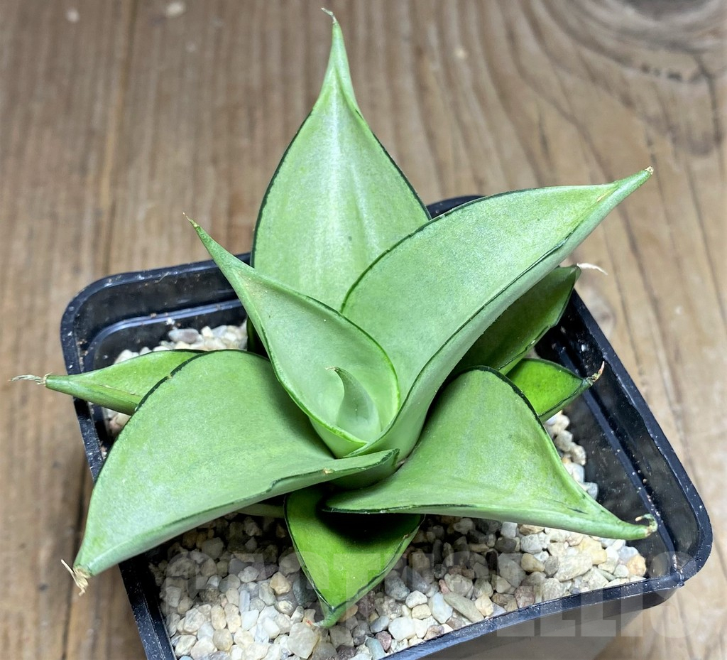 SHPR26449 Sansevieria 'Manee Thaevee' - 画像 (2)