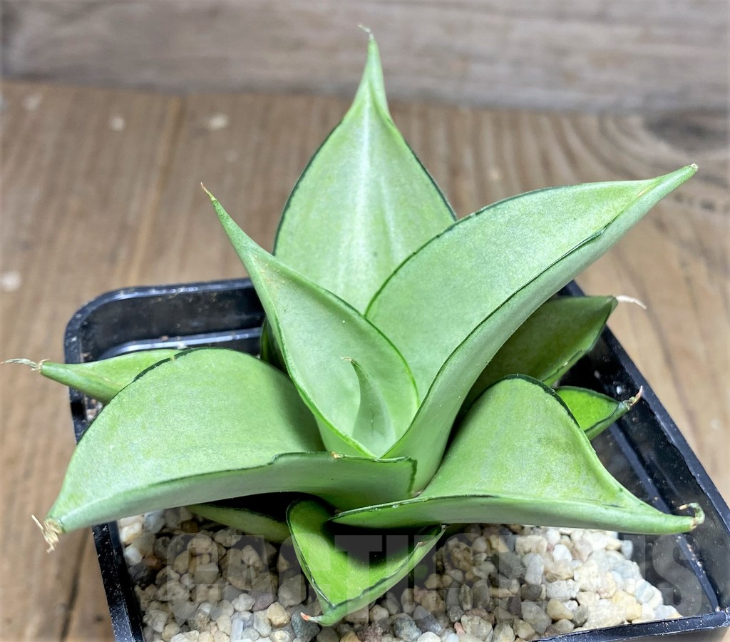 SHPR26449 Sansevieria 'Manee Thaevee'