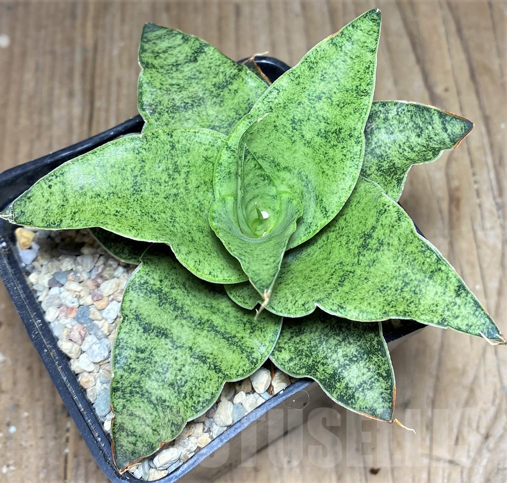 SHPR26452 Sansevieria 'Snowfleck'