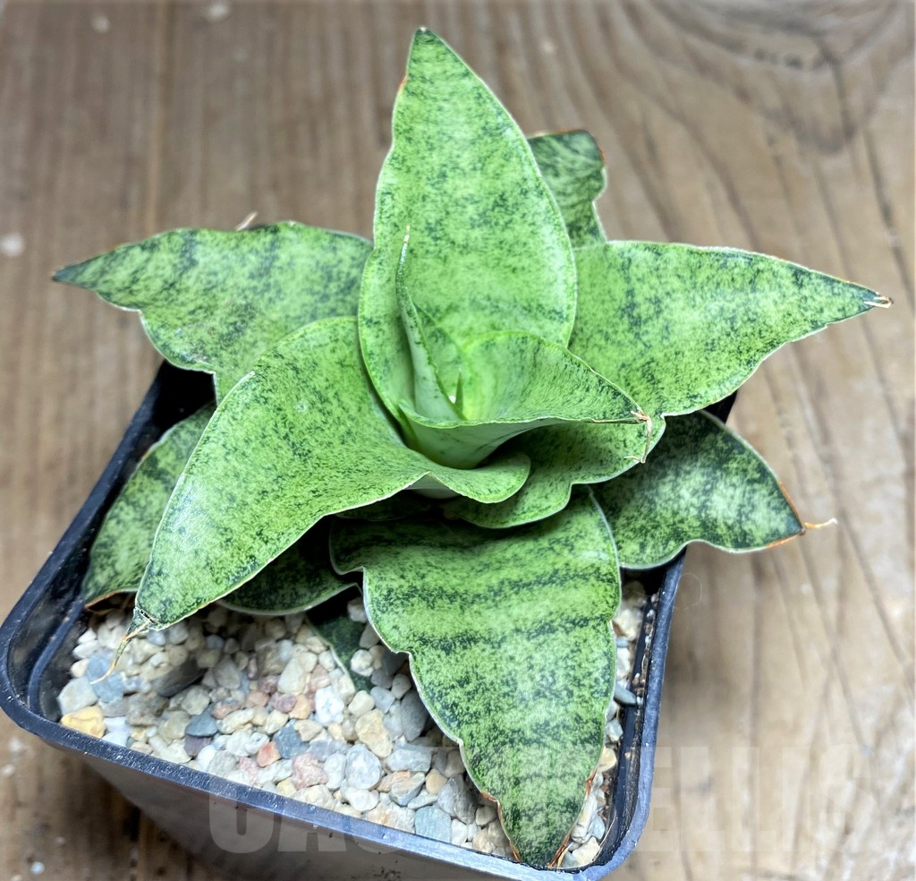 SHPR26452 Sansevieria 'Snowfleck' - 画像 (2)