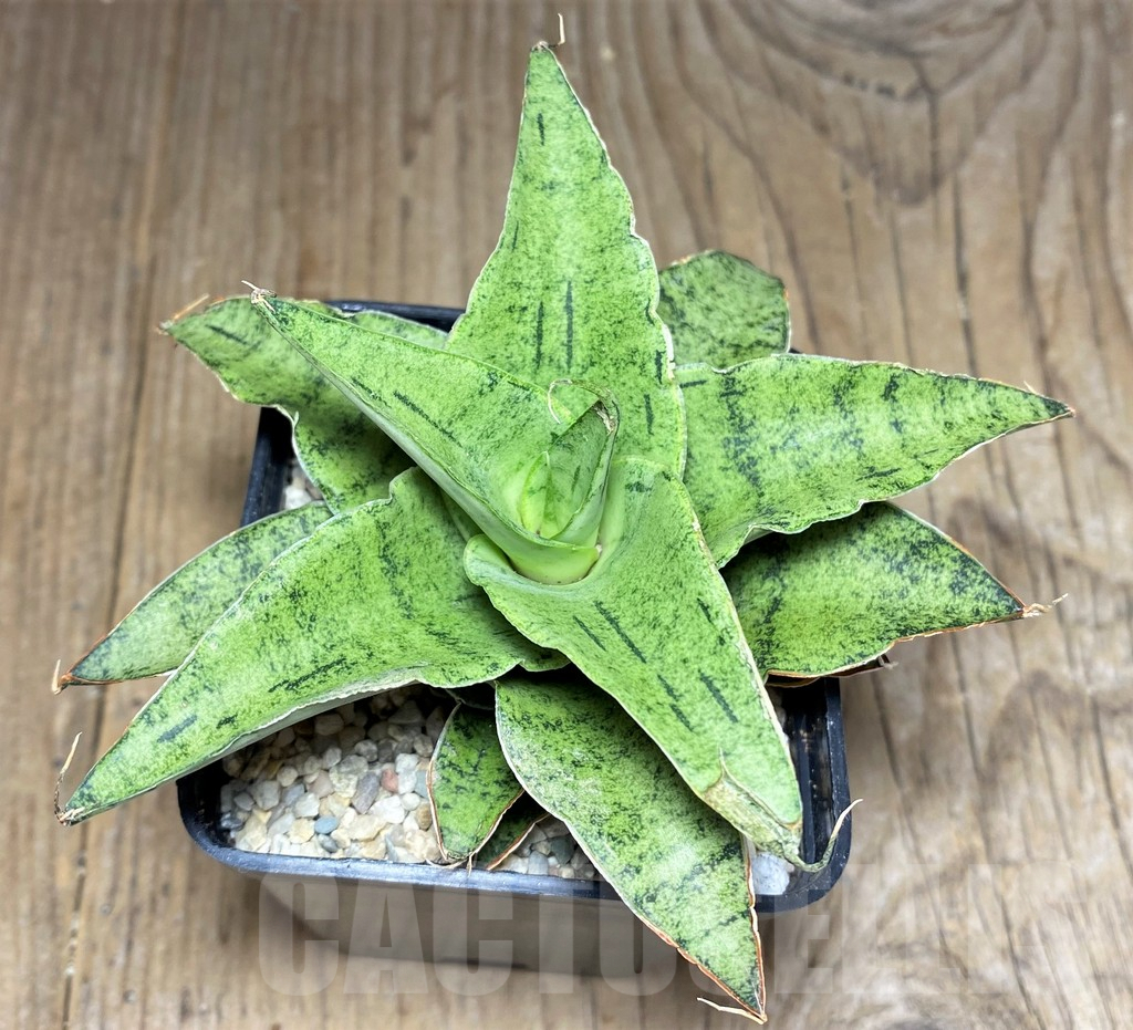 SHPR26453 Sansevieria 'Snowfleck' – Image 2