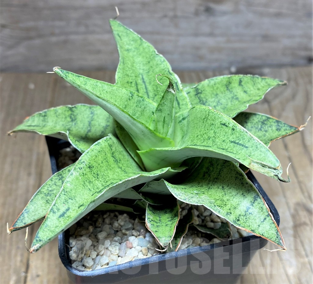 SHPR26453 Sansevieria 'Snowfleck'