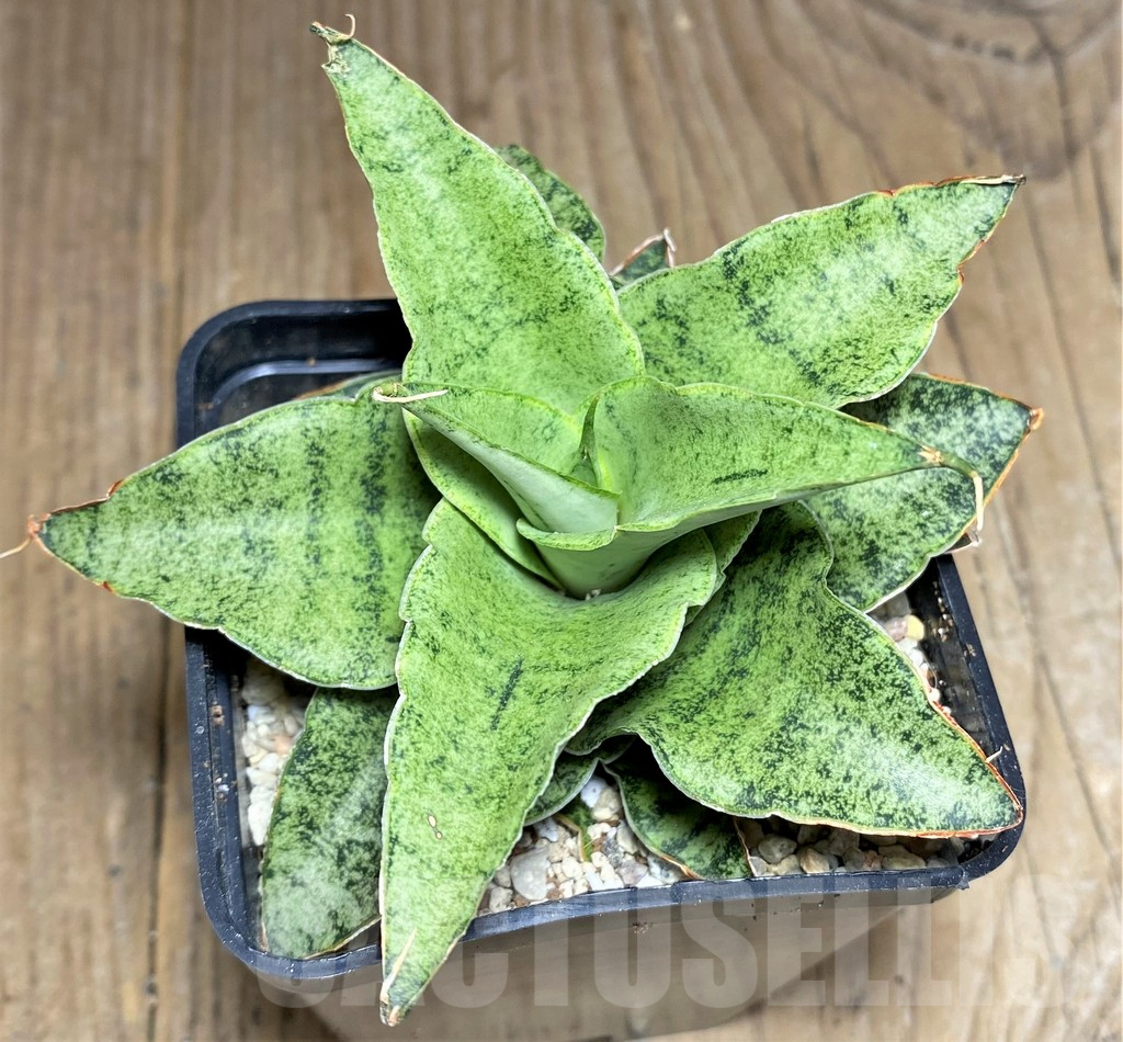 SHPR26454 Sansevieria 'Snowfleck' – Image 2