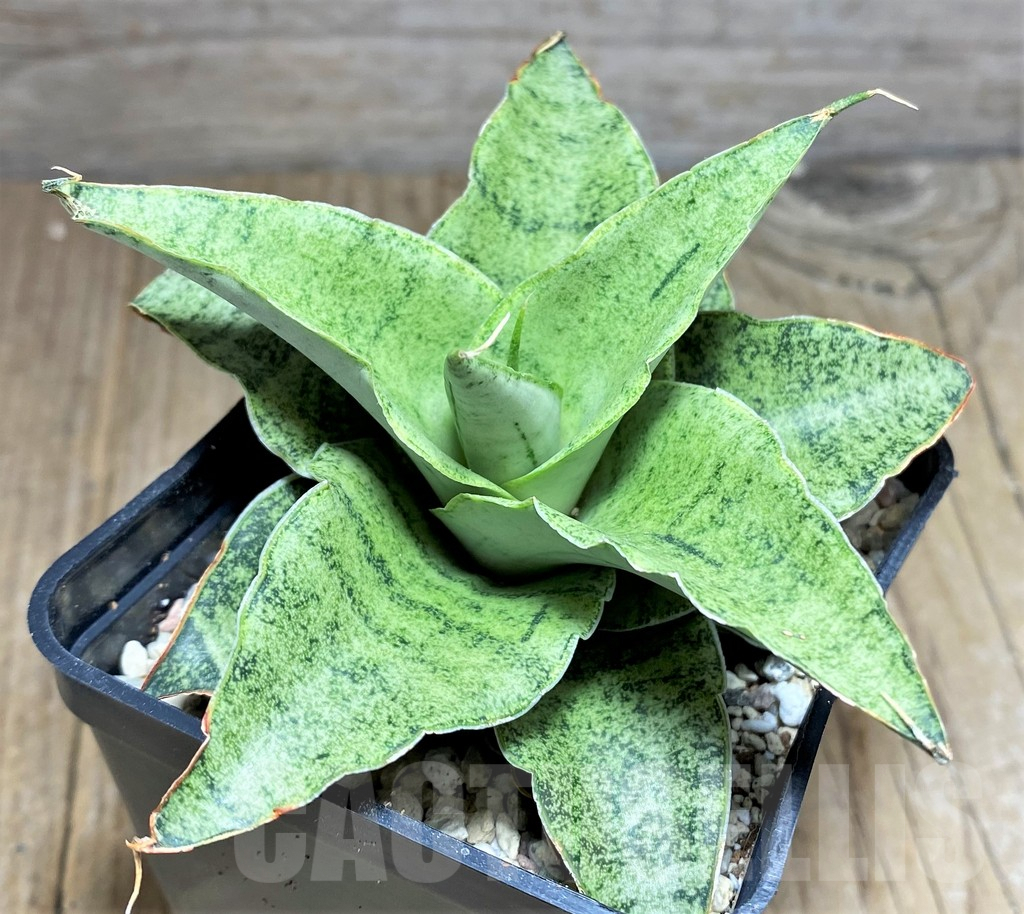 SHPR26454 Sansevieria 'Snowfleck'