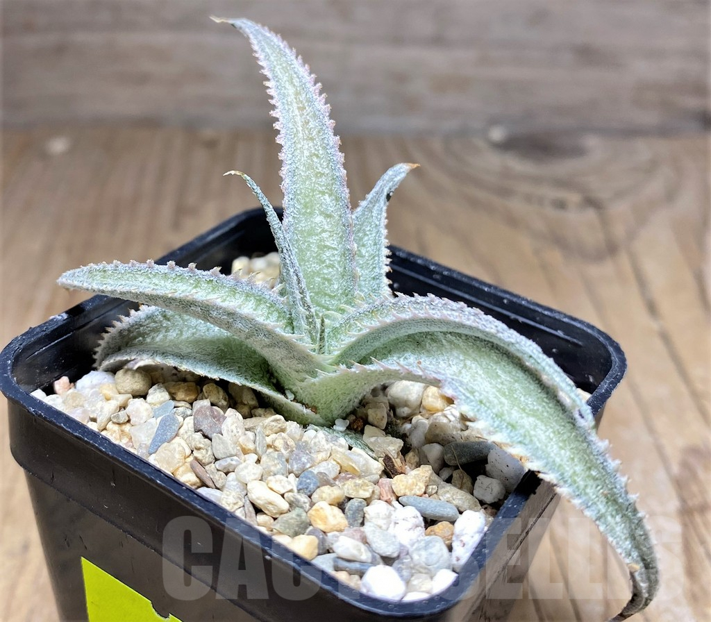 SHPR26458 Dyckia marnier-lapostollei ‘Pink Spine’
