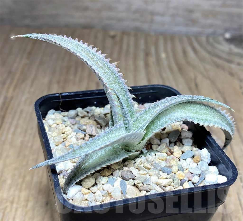 SHPR26458 Dyckia marnier-lapostollei ‘Pink Spine’ - Зображення 2