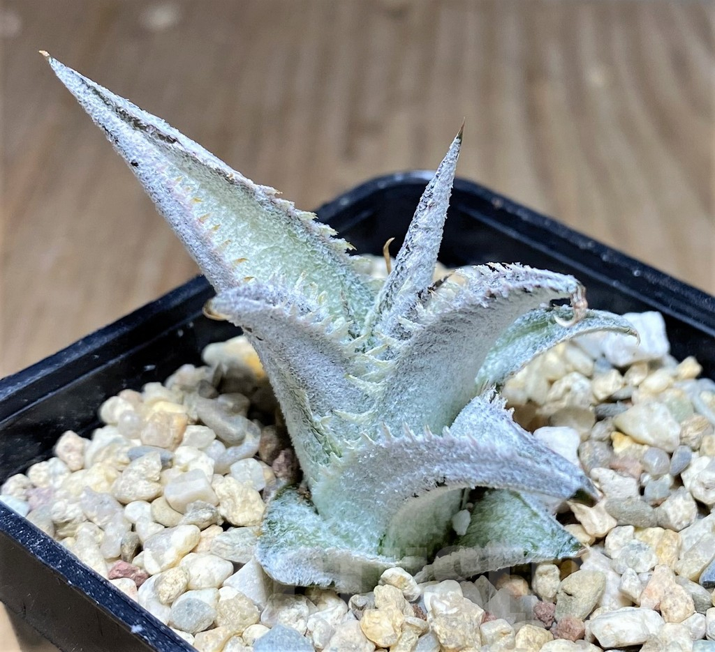 SHPR26459 Dyckia marnier-lapostollei ‘Pink Spine’