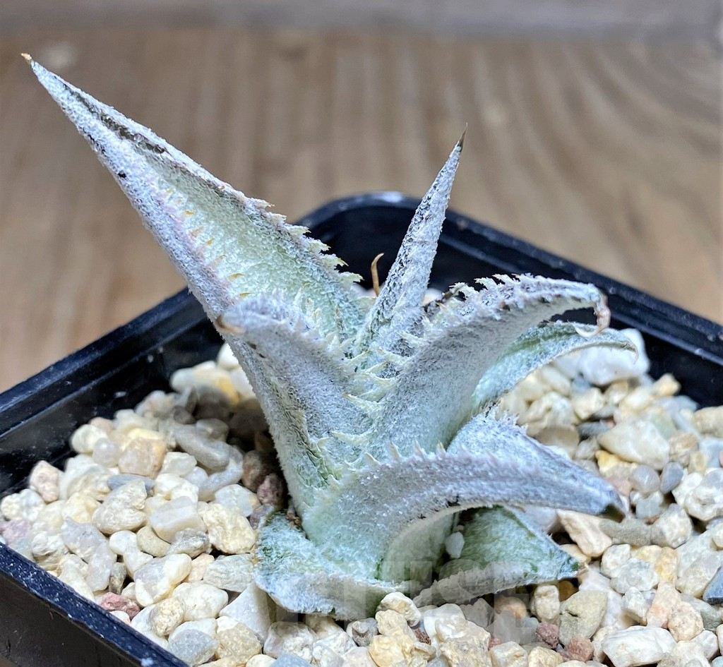 SHPR26459 Dyckia marnier-lapostollei ‘Pink Spine’ - Зображення 2