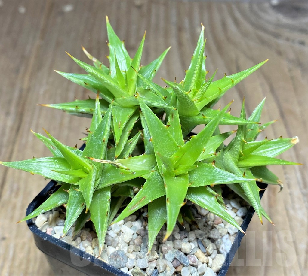 SHPR26461 Deuterocohnia brevifolia v. brevifolia - Зображення 2