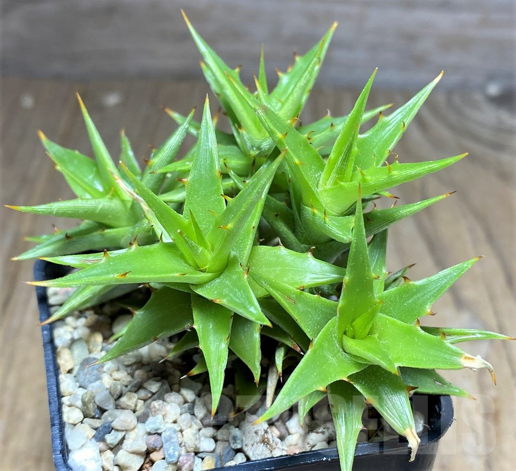SHPR26461 Deuterocohnia brevifolia v. brevifolia