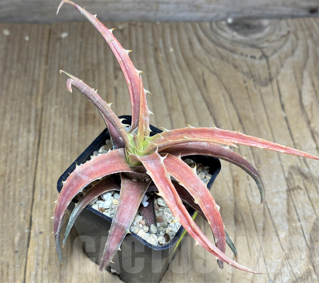 SHPR26463 Dyckia 'Samed Rtp' - Image 2