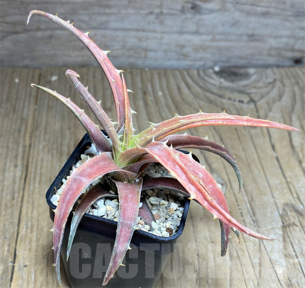 SHPR26463 Dyckia 'Samed Rtp'