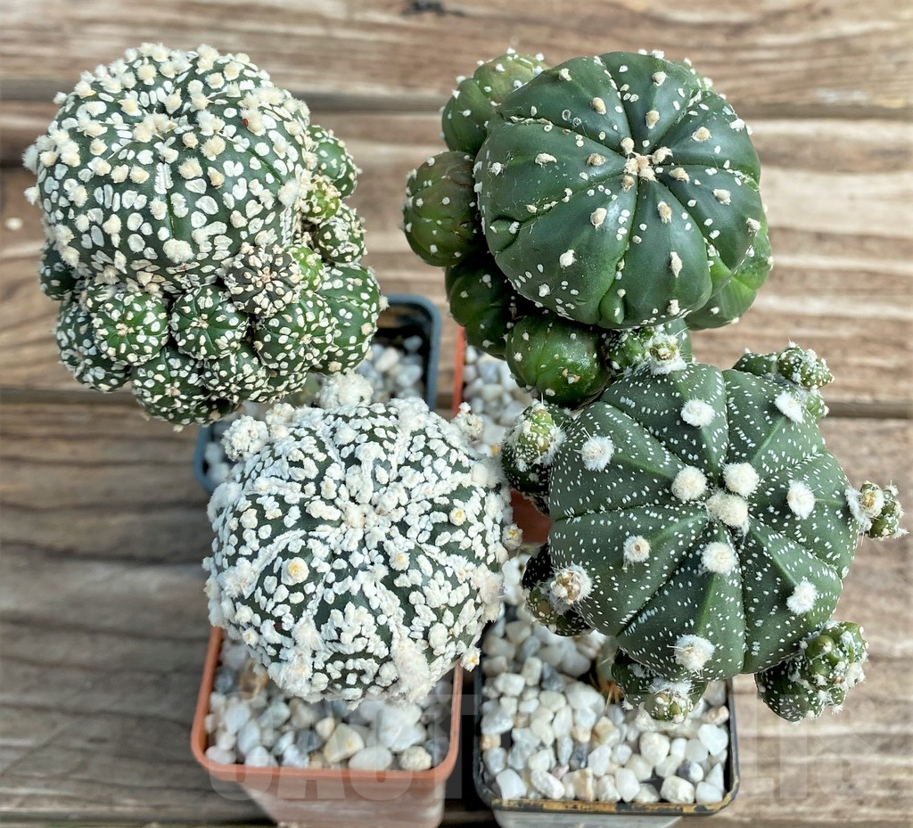 SET82 Astrophytum mix, grafted, 4 plants