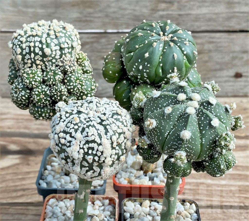 SET82 Astrophytum mix, grafted, 4 plants - Image 2
