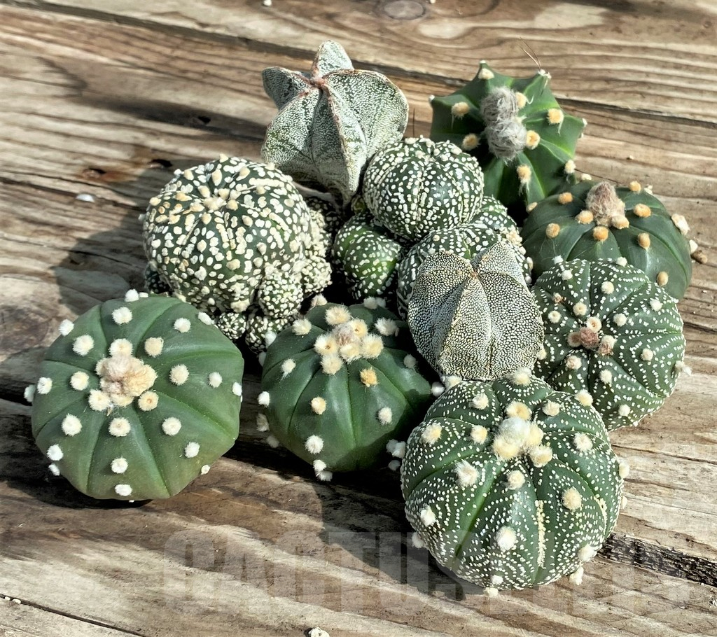 SET85 Astrophytum mix, 10 plants, cuted grafteng