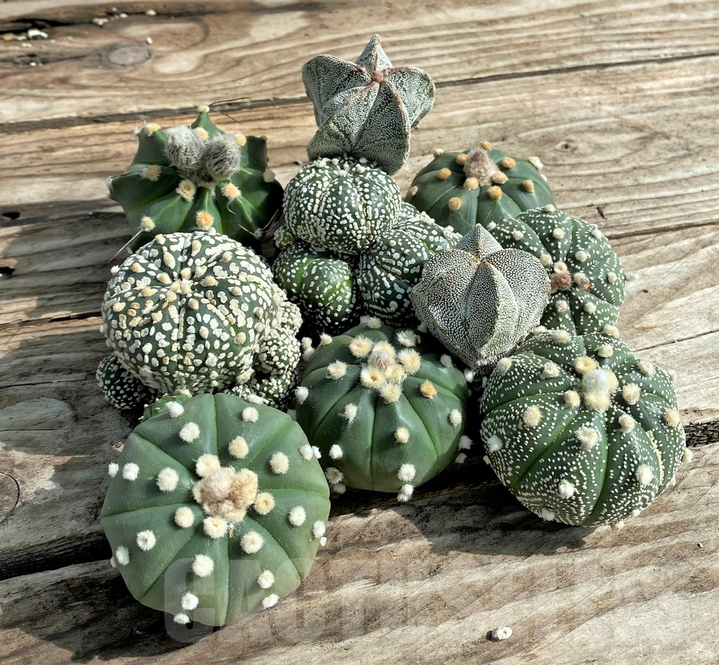 SET85 Astrophytum mix, 10 plants, cuted grafteng - Image 2