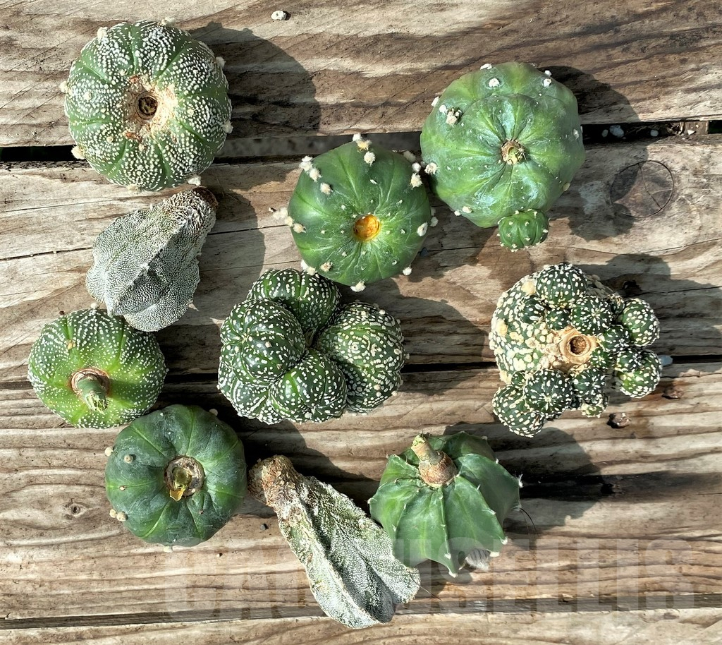 SET85 Astrophytum mix, 10 plants, cuted grafteng - Image 3