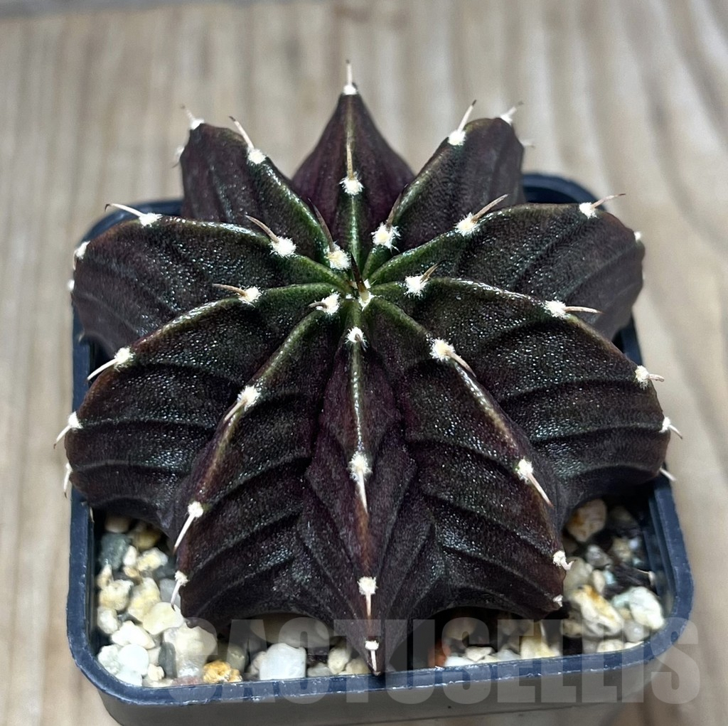 SHPR26518 Gymnocalycium mihanovichii 'Black Widow' seedling