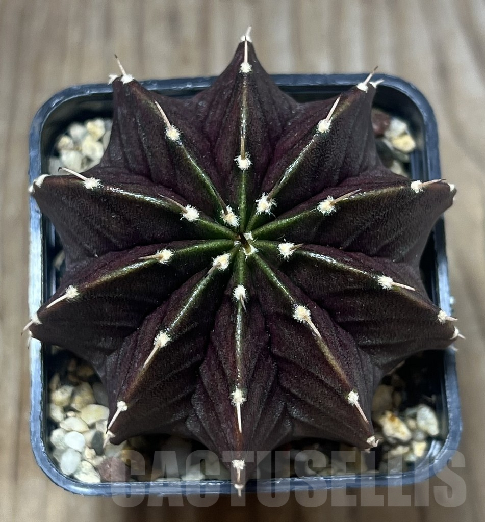 SHPR26518 Gymnocalycium mihanovichii 'Black Widow' seedling - Image 2