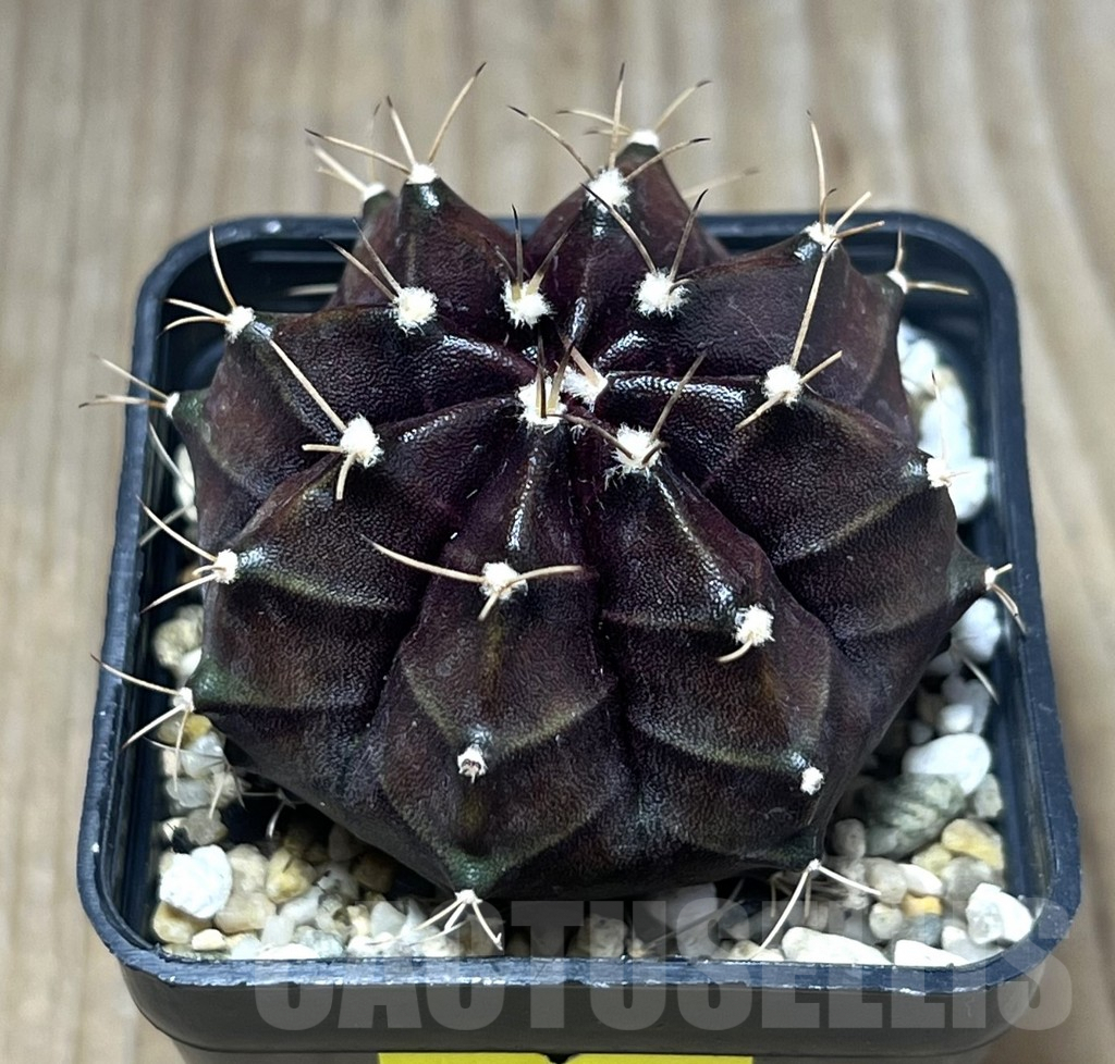 SHPR26821 Gymnocalycium mihanovichii 'Nilla'