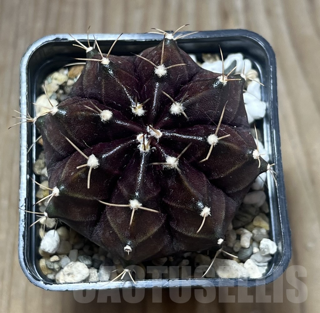 SHPR26821 Gymnocalycium mihanovichii 'Nilla' - Image 2