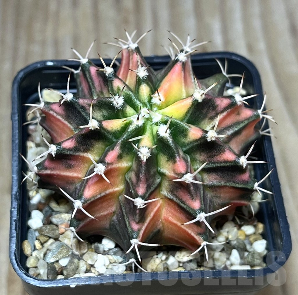 SHPR27002 Gymnocalycium mihanovichii f.variegata seedling