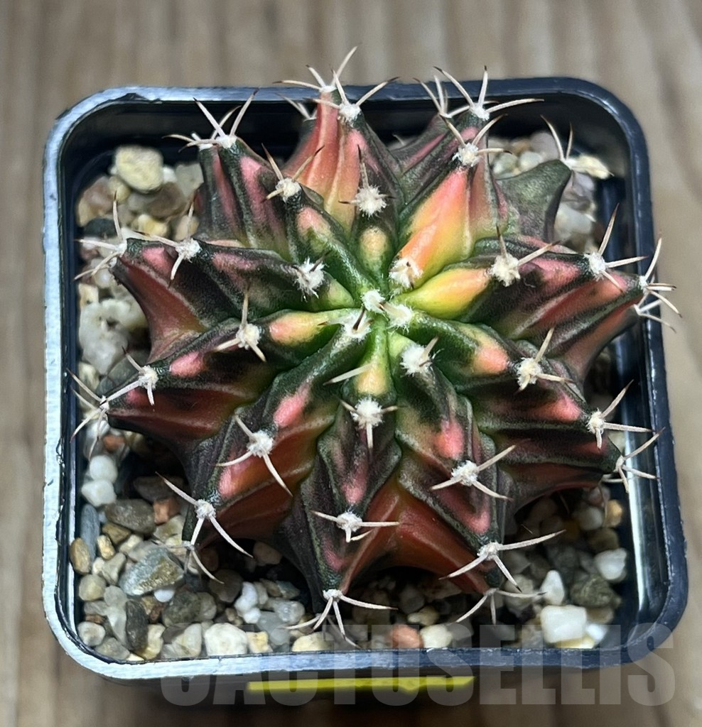 SHPR27002 Gymnocalycium mihanovichii f.variegata seedling - immagine 2