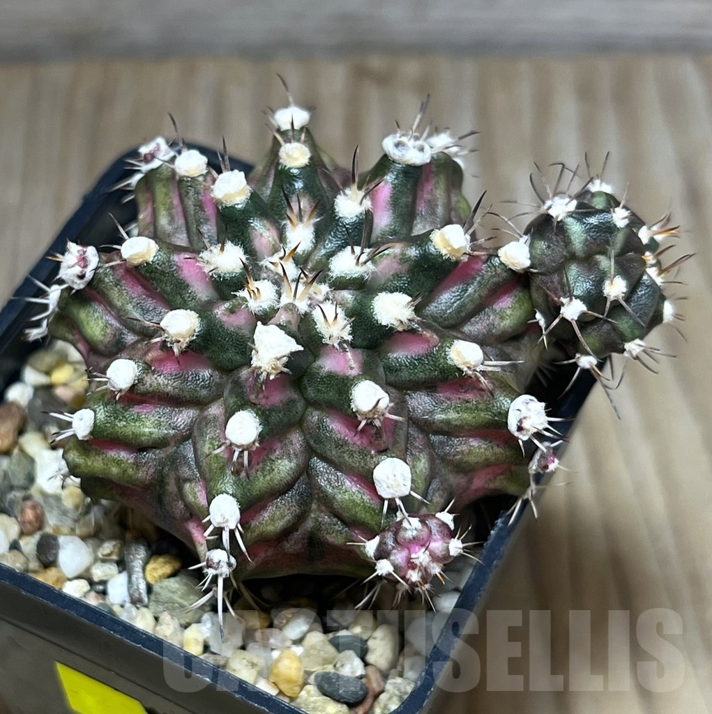 SHPR27007 Gymnocalycium mihanovichii 'T-lux'
