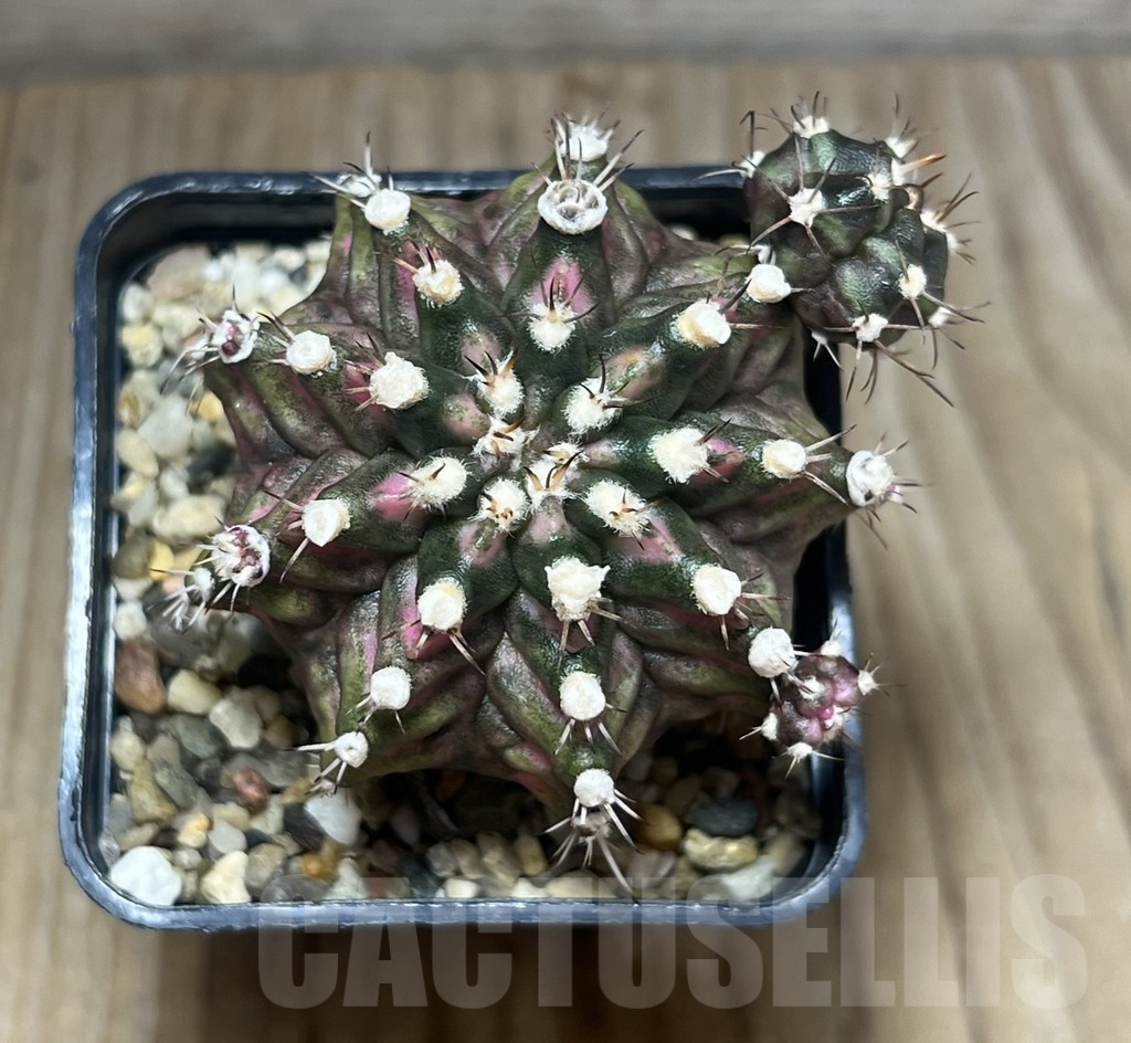 SHPR27007 Gymnocalycium mihanovichii 'T-lux' - immagine 2