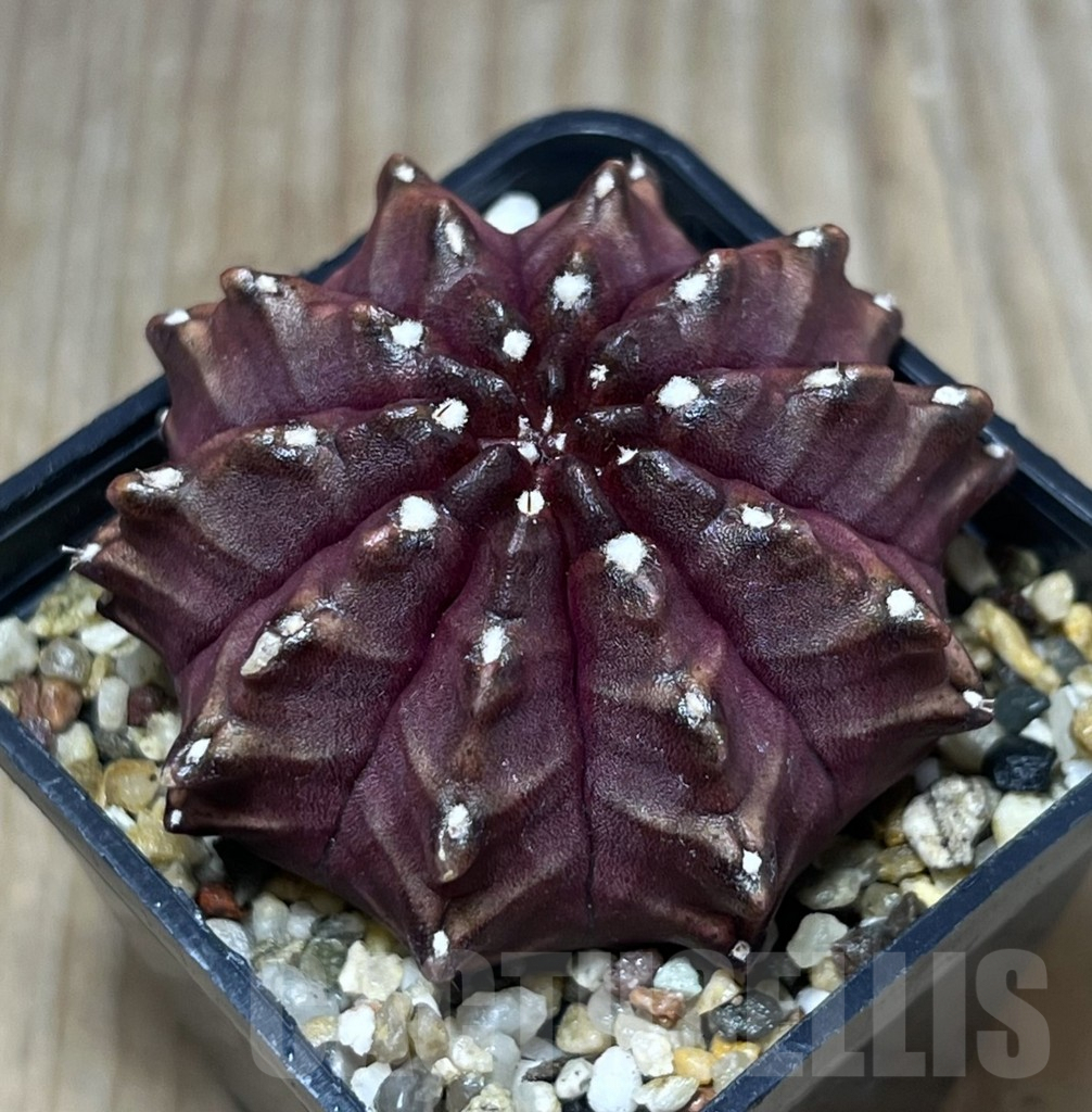 SHPR26822 Gymnocalycium mihanovichii 'Nana'