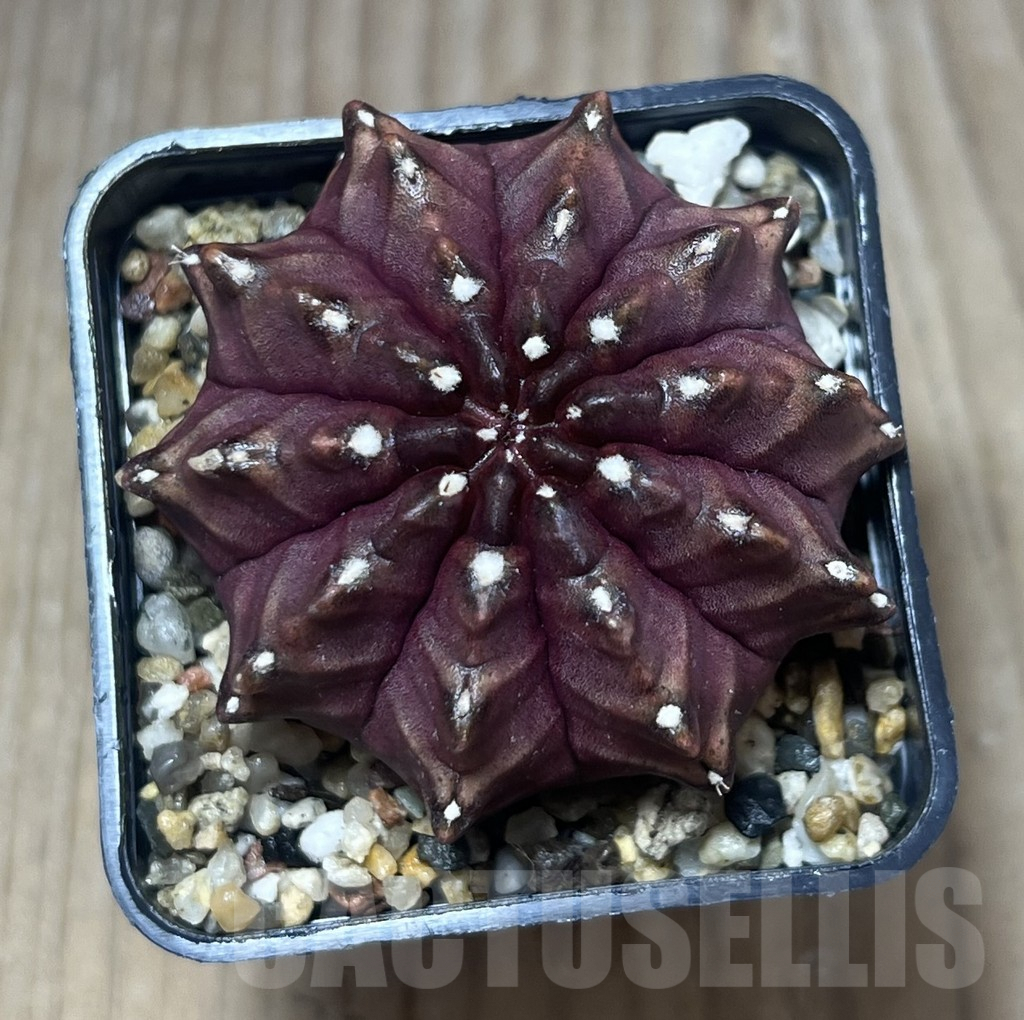 SHPR26822 Gymnocalycium mihanovichii 'Nana' - immagine 2