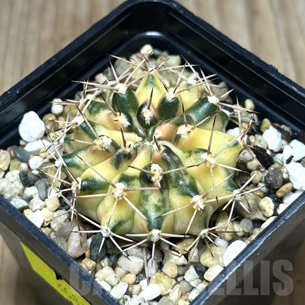 SHPR26819 Gymnocalycium mihanovichii 'Sweet Dump Ling'