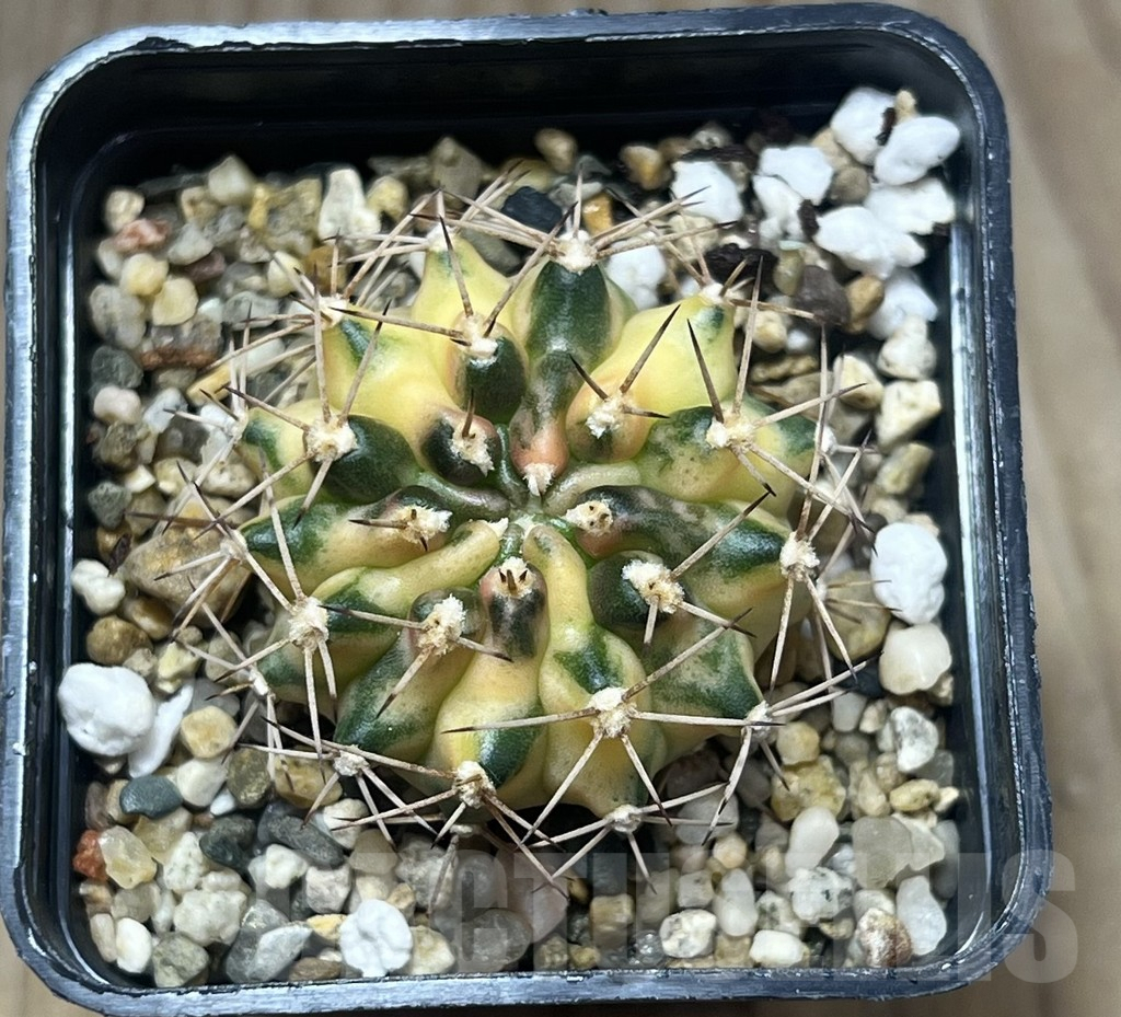 SHPR26819 Gymnocalycium mihanovichii 'Sweet Dump Ling' - immagine 2