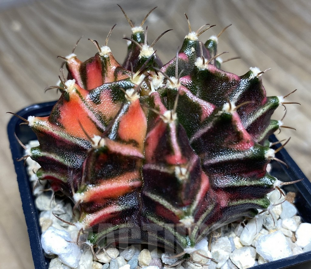 SHPR26527 Gymnocalycium mihanovichii f.variegata , seedling