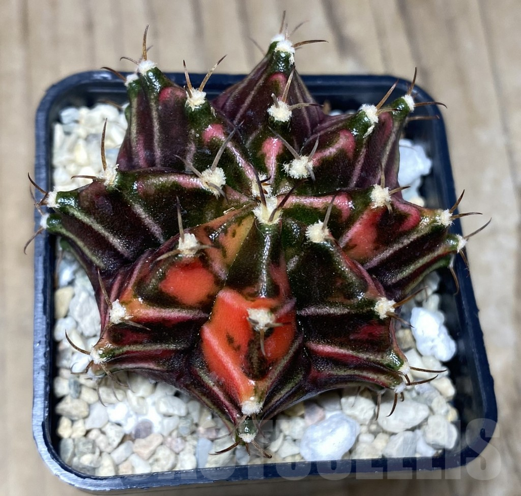 SHPR26527 Gymnocalycium mihanovichii f.variegata , seedling - Image 2