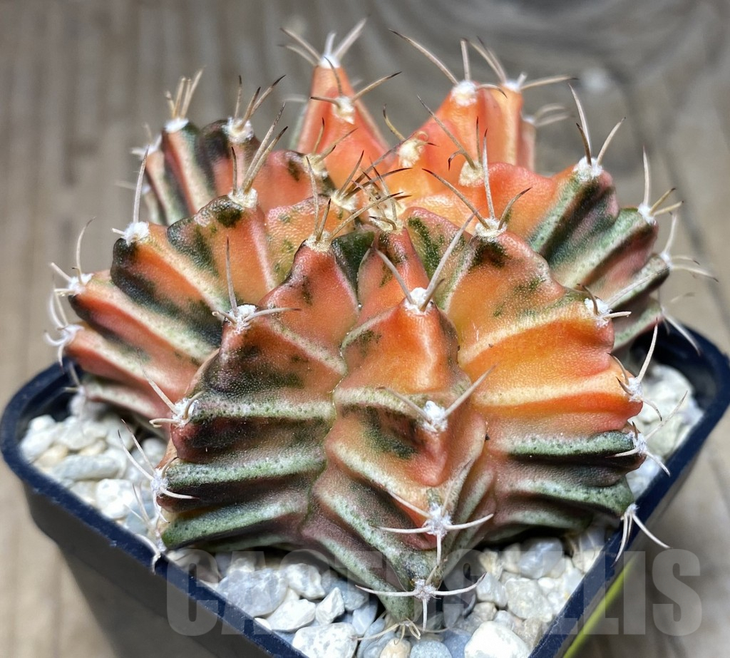 SHPR26531 Gymnocalycium mihanovichii f.variegata , seedling
