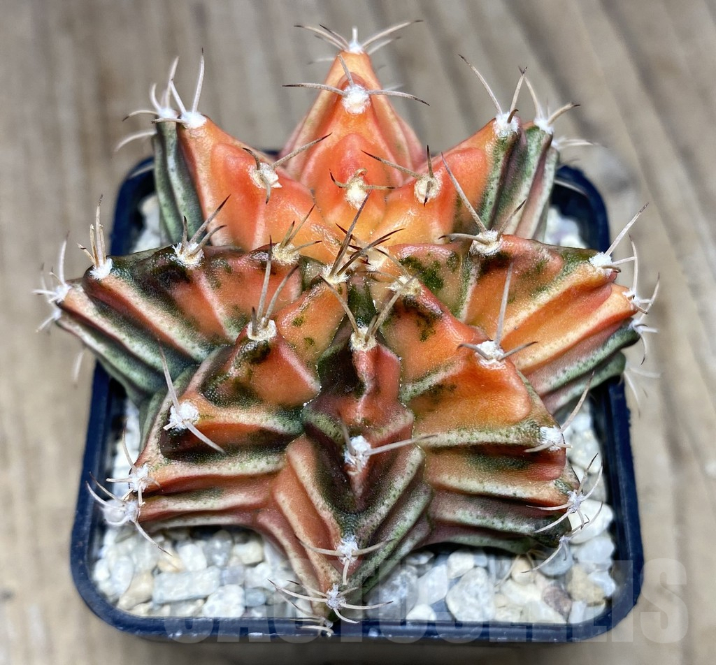 SHPR26531 Gymnocalycium mihanovichii f.variegata , seedling – Image 2