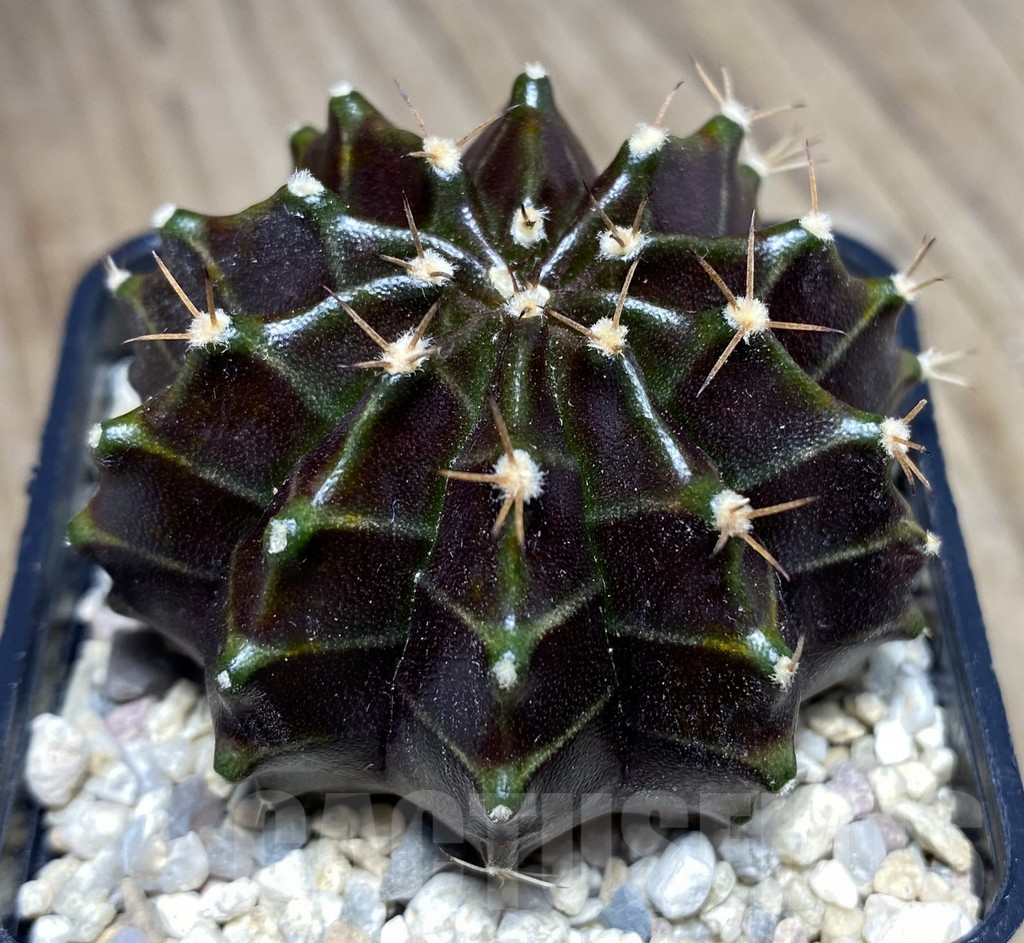 SHPR26533 Gymnocalycium mihanovichii 'Black Widow' seedling