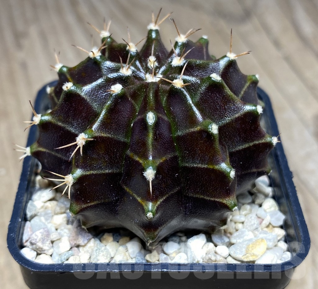 SHPR26533 Gymnocalycium mihanovichii 'Black Widow' seedling - Image 2