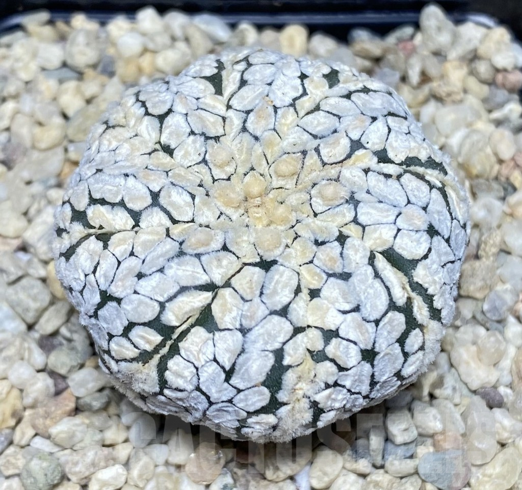 SHPR26540 Astrophytum asterias ‘Super Kabuto’